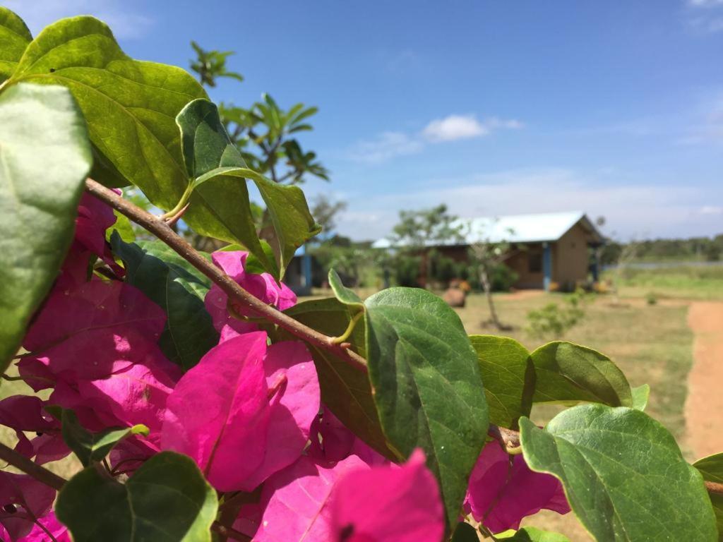 Rho Sigiriya Lake Edge Retreat Kibissa Екстер'єр фото